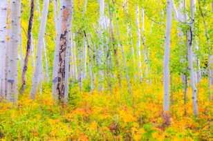 Aspen forest mellow-1741